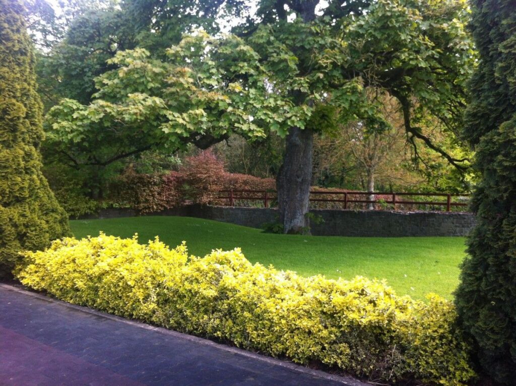 descubre cómo transformar tu espacio exterior con nuevo césped y árboles. consejos, ideas y beneficios para un jardín más verde y saludable.